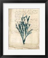 Vintage Teal Seaweed VIII Fine Art Print