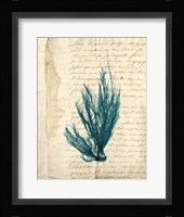 Vintage Teal Seaweed IX Fine Art Print