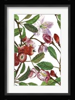 Malus Melliana I Framed Print