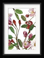 Malus Melliana II Framed Print
