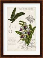 Orchid Field Notes I Fine Art Print