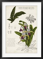 Orchid Field Notes I Fine Art Print