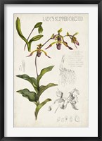 Orchid Field Notes III Fine Art Print