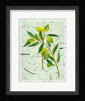 Olives on Textured Paper I Fine Art Print