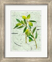 Olives on Textured Paper I Fine Art Print