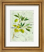 Olives on Textured Paper II Fine Art Print