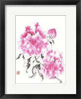 Peonie Blossoms I Framed Print
