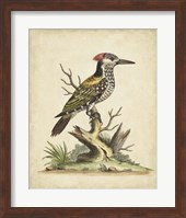 Edwards Woodpecker Fine Art Print