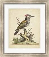 Edwards Woodpecker Fine Art Print