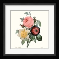 Blushing Bouquet II Framed Print