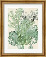 Seaweed Composition II Fine Art Print