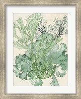 Seaweed Composition II Fine Art Print