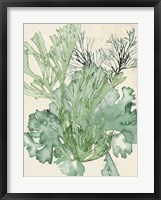 Seaweed Composition II Fine Art Print