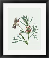 Leonurus Japonicus II Framed Print