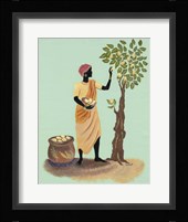 Picking Pears Fine Art Print