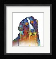 Bernese Mountain Dog Fine Art Print