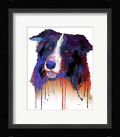 Border Collie 1 Fine Art Print