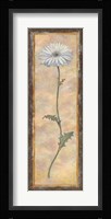 Gerbera Fine Art Print