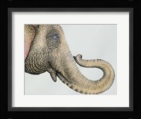 Spotted Asian Elephant 2 Fine Art Print
