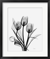 Three Gray Tulips H14 Fine Art Print