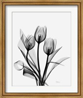 Three Gray Tulips H14 Fine Art Print