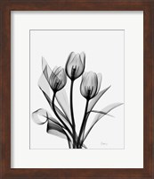 Three Gray Tulips H14 Fine Art Print