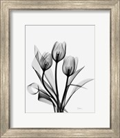 Three Gray Tulips H14 Fine Art Print