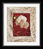 Orchids Fine Art Print