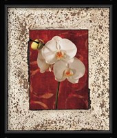 Orchids Fine Art Print