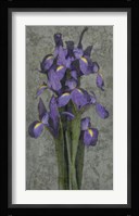 Purple Iris Fine Art Print