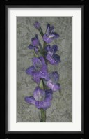 Purple Gladiola Fine Art Print