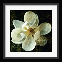 Magnolia I Fine Art Print