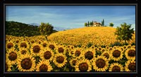 Girasoli Sul Pendio Fine Art Print