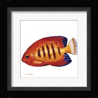 Fish 2 Red-Yellow Framed Print