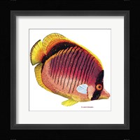 New Fish 1 Framed Print