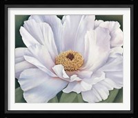 Virginia Huntington - Peony Size 39.75x34 Fine Art Print