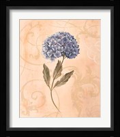 Hydrangea Fine Art Print