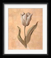 Tulip Fine Art Print