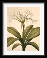 Lilies II Fine Art Print