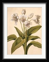 Lilies I Fine Art Print