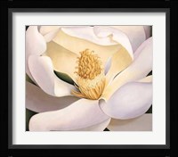 Virginia Huntington - Magnolia Size 23.75x19.75 Fine Art Print