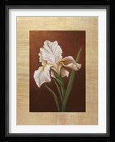 Virginia Huntington - Fleur de Iris Size 23.75x31.5 Fine Art Print