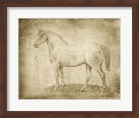 Horse Anatomy 101 Fine Art Print