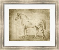 Horse Anatomy 101 Fine Art Print
