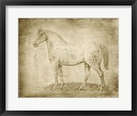 Horse Anatomy 101 Framed Print