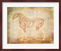 Horse Anatomy 201 Fine Art Print