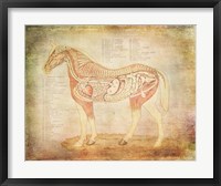 Horse Anatomy 201 Fine Art Print
