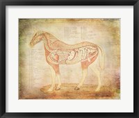 Horse Anatomy 201 Framed Print
