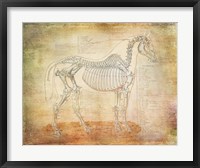 Horse Anatomy 301 Fine Art Print