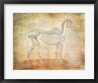 Horse Anatomy 301 Framed Print